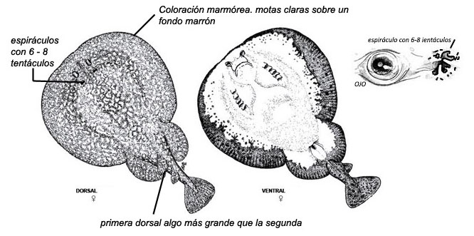 Torpedo marmorata_01.jpg